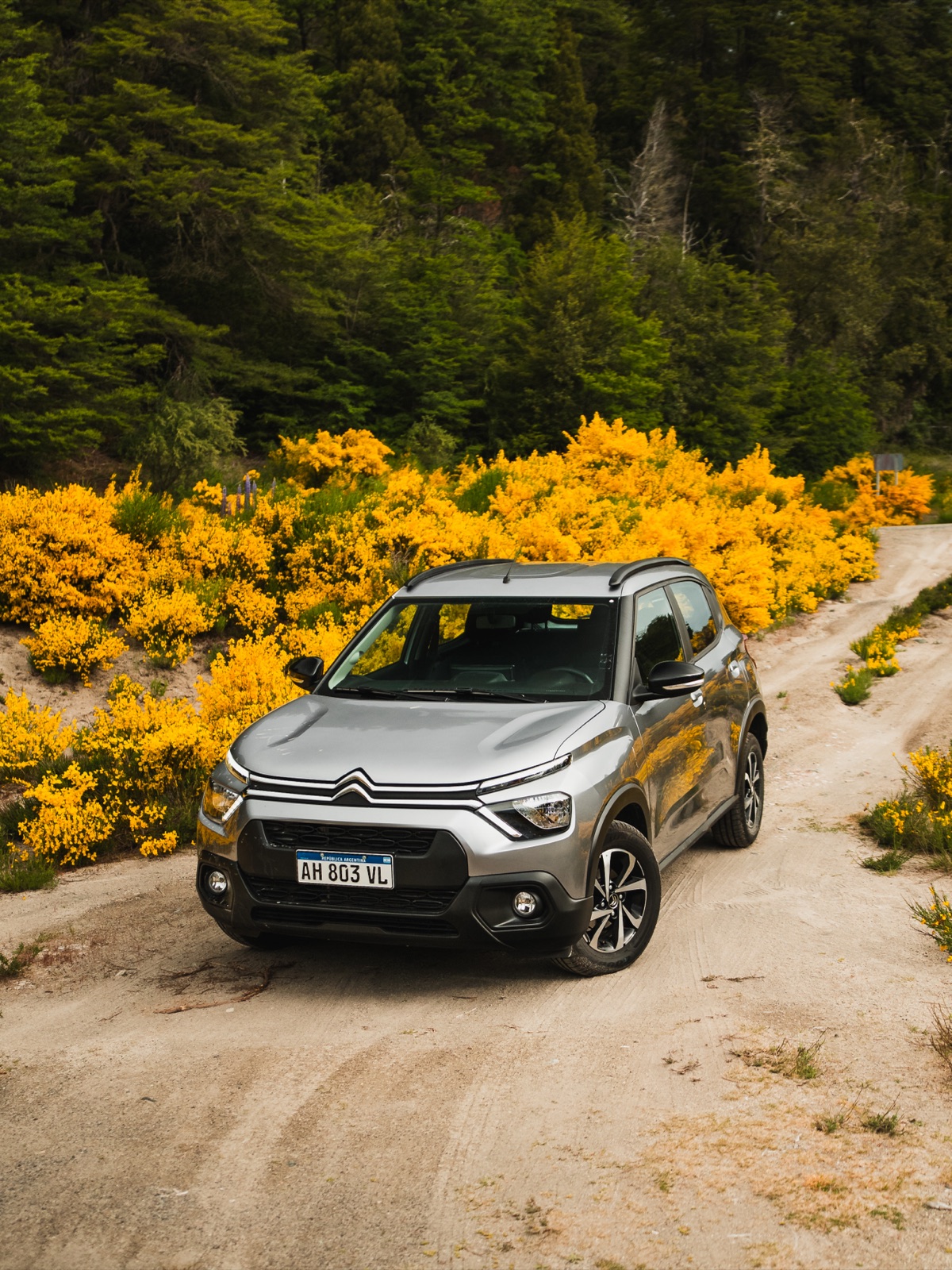 Citroën C3 plateado en un camino de tierra rodeado de retamas en flor